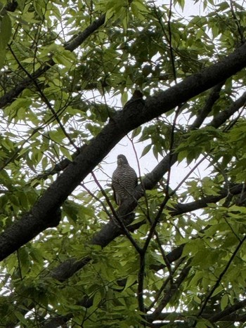 2024年5月1日(水) MFχ(23区西部)の野鳥観察記録