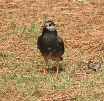 White-cheeked Starling Kasai Rinkai Park Mon, 4/29/2024