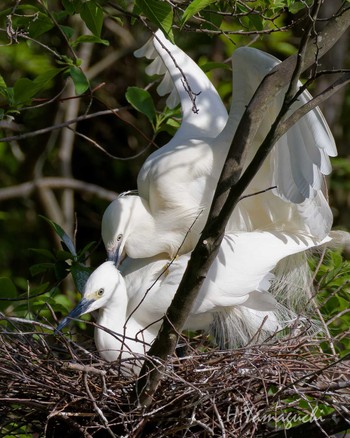 Little Egret Shakujii Park Sun, 4/28/2024