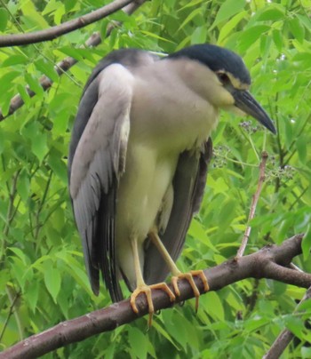 Black-crowned Night Heron 都内公園 Tue, 4/30/2024