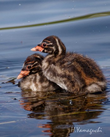 Little Grebe Shakujii Park Sun, 4/28/2024