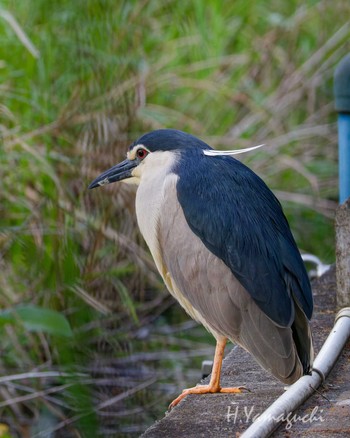 Black-crowned Night Heron Shakujii Park Sun, 4/28/2024