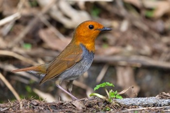 Japanese Robin 安曇野市 Sun, 4/28/2024