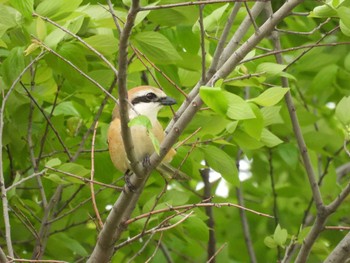 Bull-headed Shrike 淀川河川公園 Mon, 4/22/2024