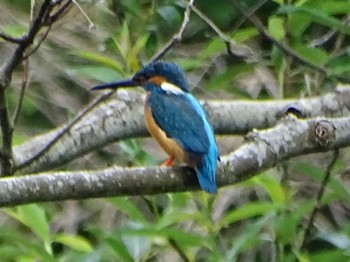 Common Kingfisher Maioka Park Wed, 5/1/2024