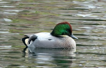 Falcated Duck 大阪府吹田市 Wed, 12/26/2018