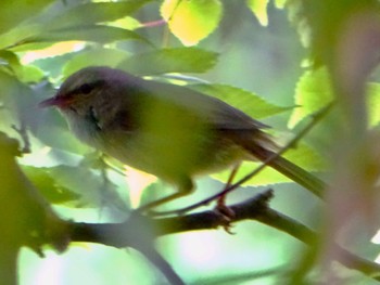 Japanese Bush Warbler Maioka Park Wed, 5/1/2024