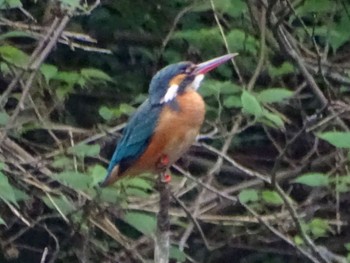 Common Kingfisher Maioka Park Wed, 5/1/2024