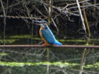 Common Kingfisher Maioka Park Wed, 5/1/2024