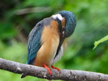 Common Kingfisher Maioka Park Wed, 5/1/2024