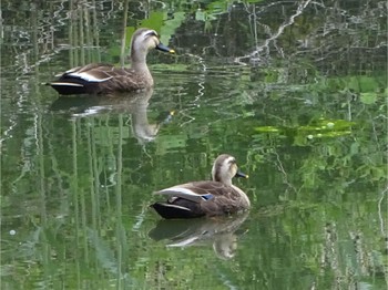 カルガモ 舞岡公園 2024年5月1日(水)