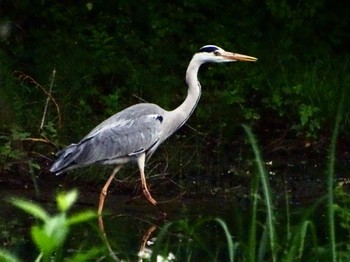 アオサギ 舞岡公園 2024年5月1日(水)