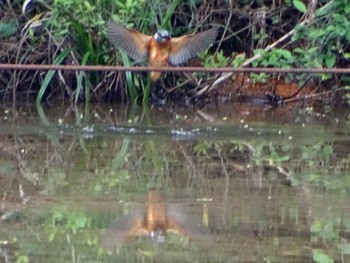 カワセミ 舞岡公園 2024年5月1日(水)