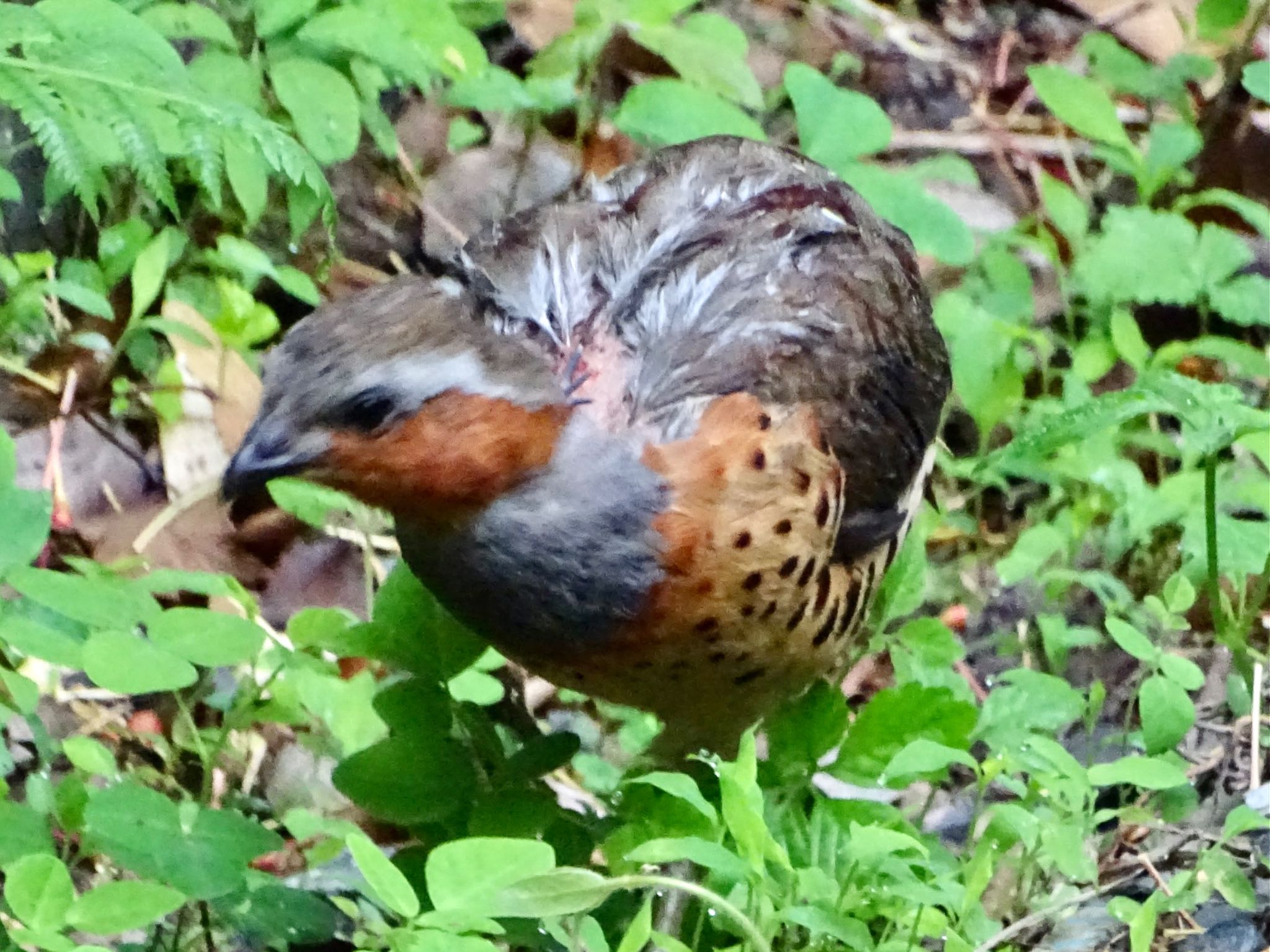 Photo of Chinese Bamboo Partridge at Maioka Park by KAWASEMIぴー