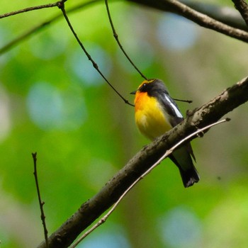 Narcissus Flycatcher Akigase Park Sat, 4/20/2024