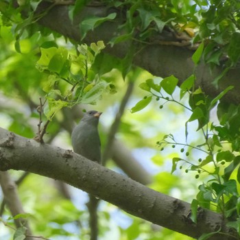 Grey Bunting Akigase Park Sat, 4/20/2024