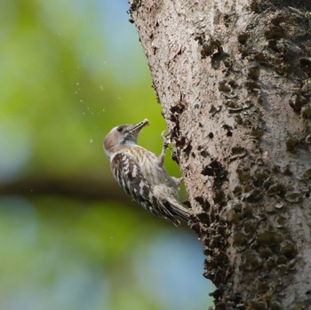 Japanese Pygmy Woodpecker Akigase Park Sat, 4/20/2024