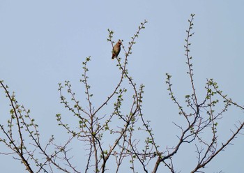 Bohemian Waxwing Tobishima Island Sun, 4/28/2024