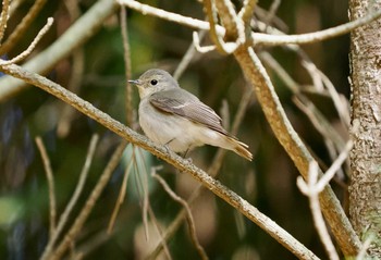 Asian Brown Flycatcher Tobishima Island Sun, 4/28/2024