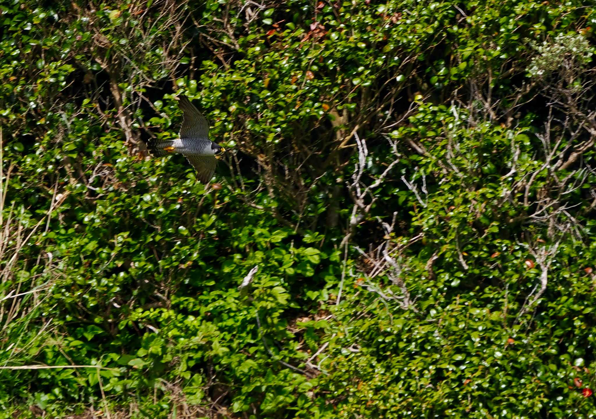 Photo of Peregrine Falcon at Tobishima Island by okamooo