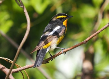 Narcissus Flycatcher Tobishima Island Sun, 4/28/2024