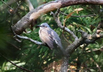 Brown-eared Bulbul Tobishima Island Sun, 4/28/2024