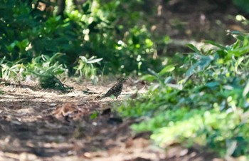 White's Thrush Tobishima Island Sun, 4/28/2024