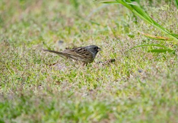 Black-faced Bunting Tobishima Island Sun, 4/28/2024