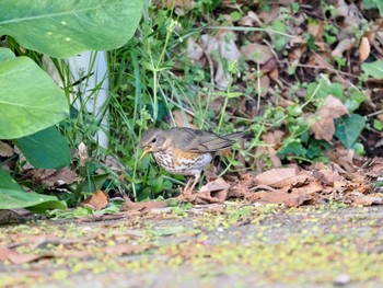 Japanese Thrush Tobishima Island Sun, 4/28/2024