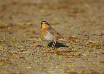 European Robin Tobishima Island Sun, 4/28/2024