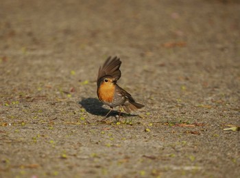 Sun, 4/28/2024 Birding report at Tobishima Island