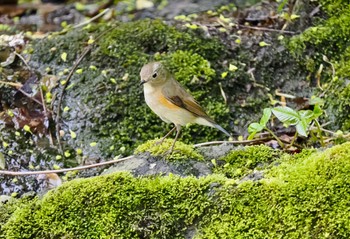 Red-flanked Bluetail Tobishima Island Sun, 4/28/2024