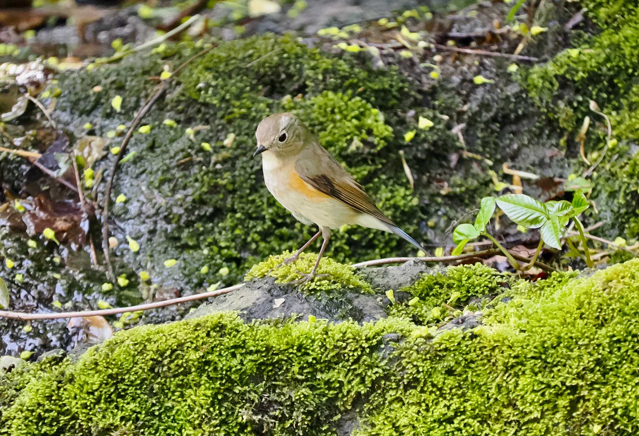 Photo of Red-flanked Bluetail at Tobishima Island by okamooo