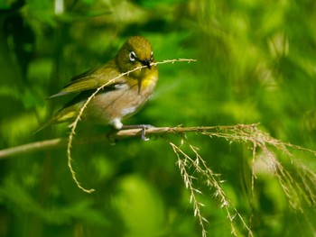 Warbling White-eye Tobishima Island Sun, 4/28/2024