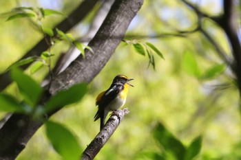 キビタキ 埼玉県県民の森 2024年4月28日(日)