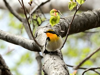 Narcissus Flycatcher Nishioka Park Wed, 5/1/2024