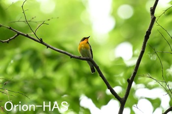 Narcissus Flycatcher 東京都多摩地域 Mon, 4/29/2024