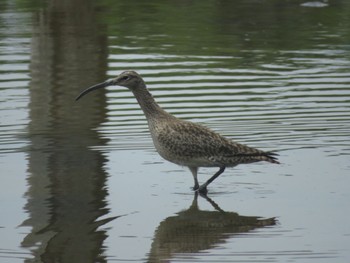 チュウシャクシギ 葛西臨海公園 2024年4月29日(月)