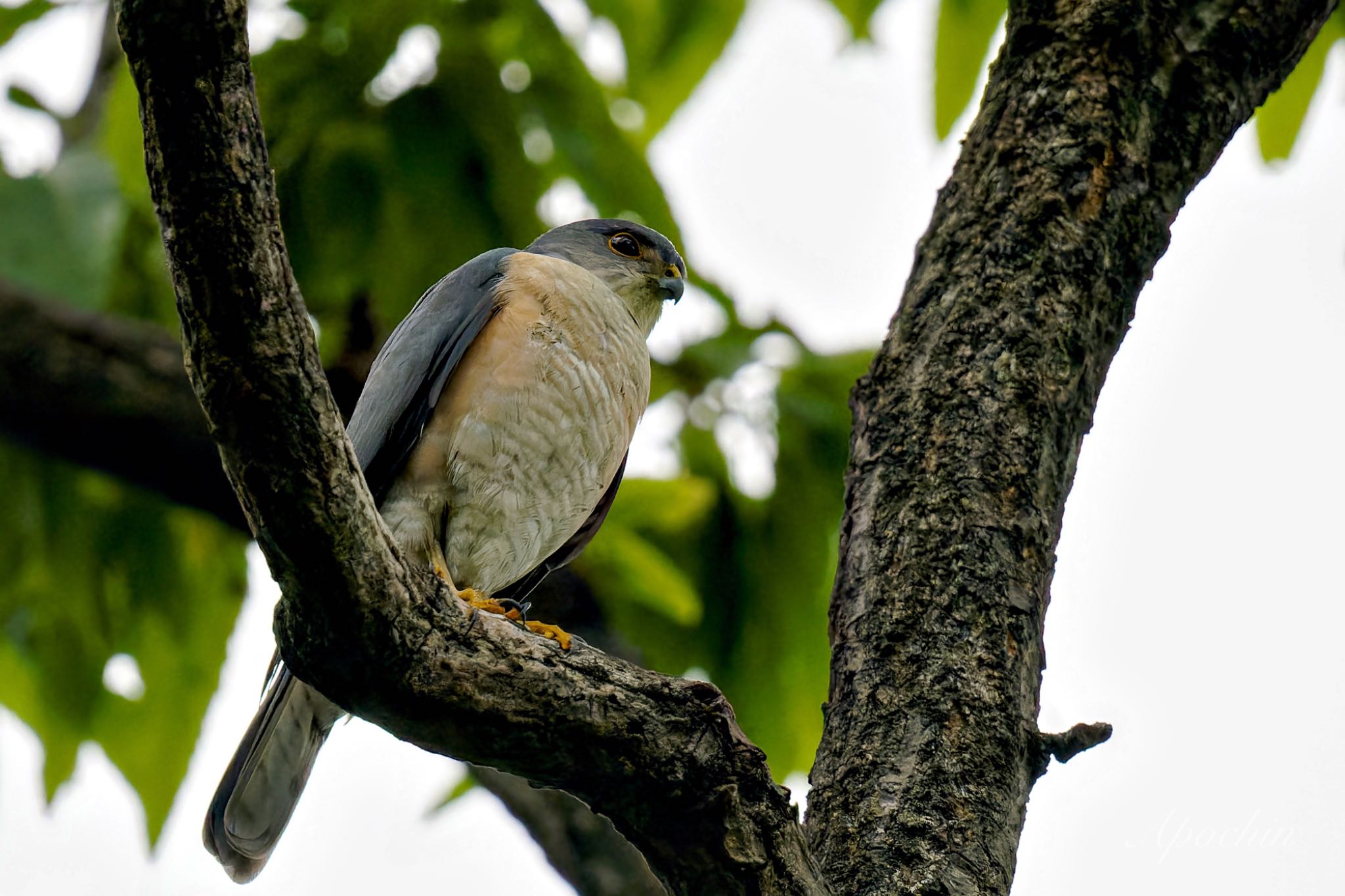 Photo of Japanese Sparrowhawk at 近所 by アポちん