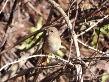 Daurian Redstart 日向林道 神奈川県伊勢原市 Sat, 3/9/2024