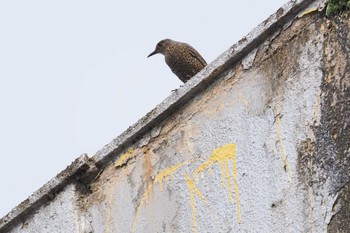 Blue Rock Thrush 山梨県 Sun, 4/28/2024