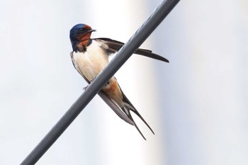 Barn Swallow 山梨県 Sun, 4/28/2024