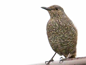 Blue Rock Thrush 平城宮跡 Sun, 4/21/2024