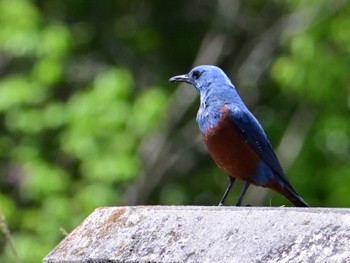 Blue Rock Thrush 布目ダム Sun, 4/28/2024