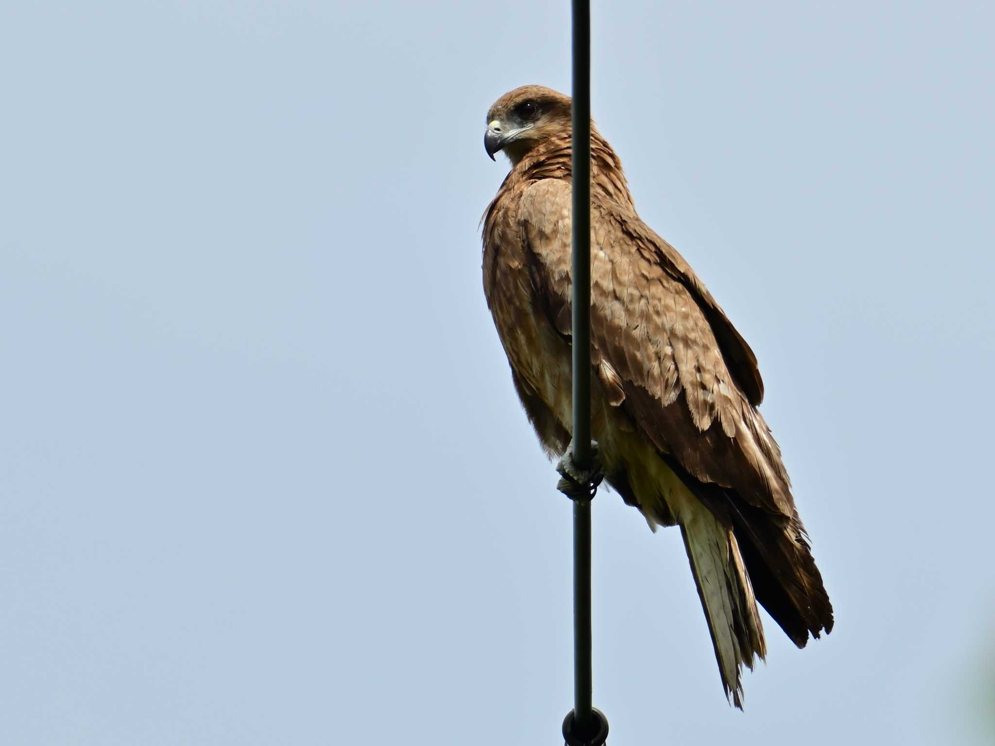 Black Kite