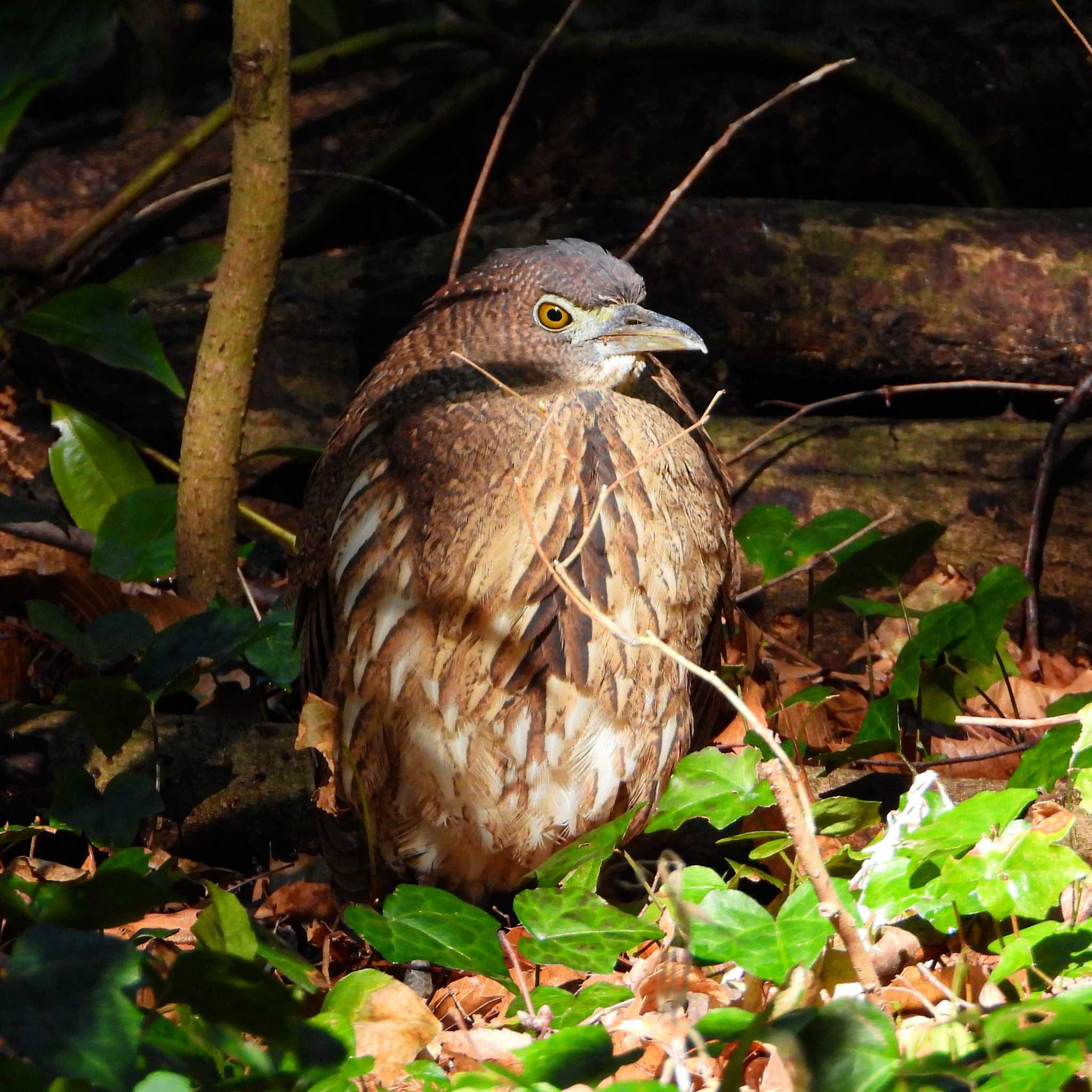 Photo of Japanese Night Heron at  by サジタリウスの眼