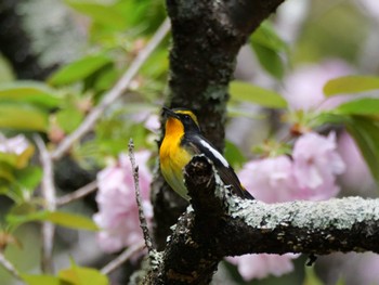 Narcissus Flycatcher 秩父 Thu, 4/25/2024