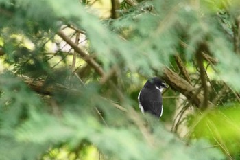 Ryukyu Minivet 富士山麓 Tue, 4/16/2024