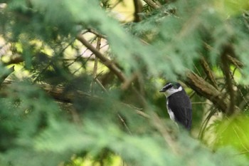 リュウキュウサンショウクイ 富士山麓 2024年4月16日(火)