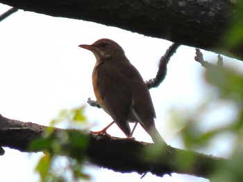 Brown-headed Thrush Mishima Island Sun, 4/28/2024